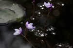 Eastern purple bladderwort